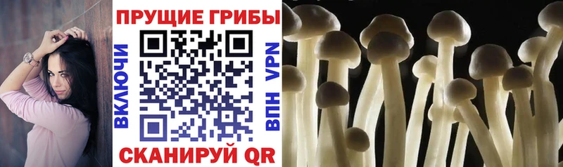Купить закладки  Бирюсинск  Галлюциногенные грибы GOLDEN TEACHER 